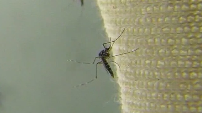 EEE virus: Should you be worried if bitten by an infected mosquito?
